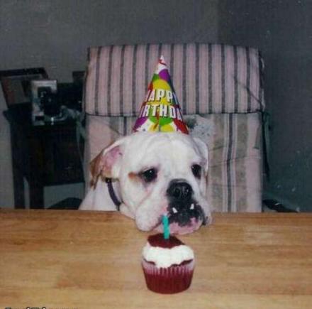 Funny Picture - Dog Birthday