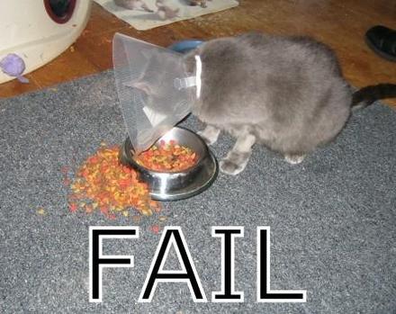 Funny Picture - Cat Fails To Eat