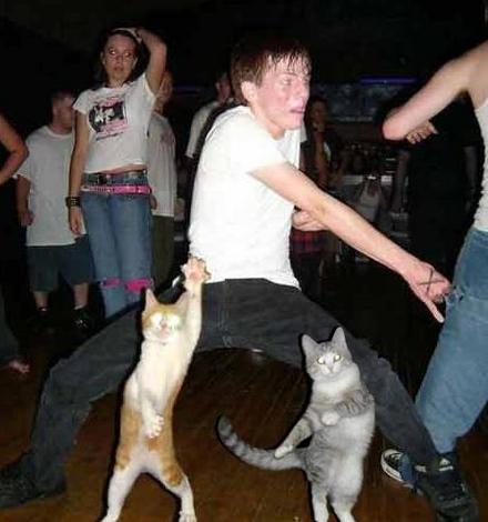 Funny Picture - Cat Dance Party!