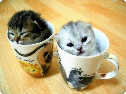 Funny Picture - This Isn't The Coffee I Wanted