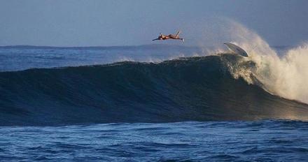 Funny Picture - Major Surfing Bail