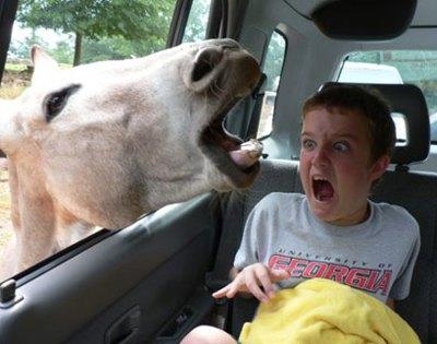 Funny Picture - Kid Loves Animals
