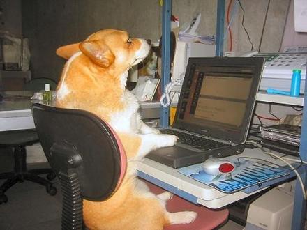 Funny Picture - Doggy Computer
