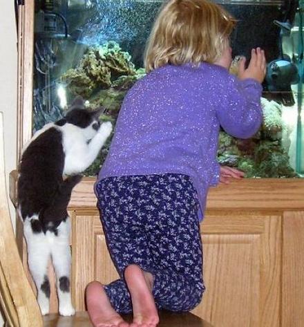Funny Picture - The Cat Likes The Aquarium Too!