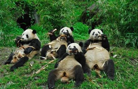 Funny Picture - Panda Picnic