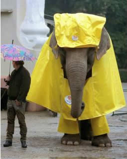 Funny Picture - Nice Raincoat