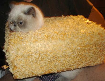 Funny Picture - Cat Krispy Treat