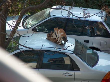 Funny Picture - Cartop Cat Threesome