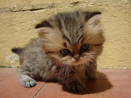 Funny Picture - World's Cutest Kitten?