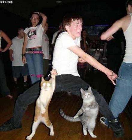Funny Picture - Dancing With Cats