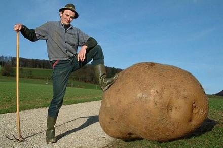 Funny Picture - Giant Potato