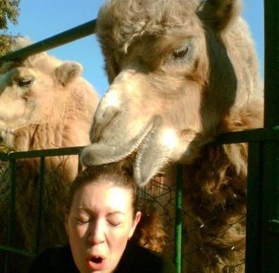 Funny Picture - Hungry Camel