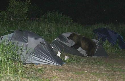 Funny Picture - Camping With Bears