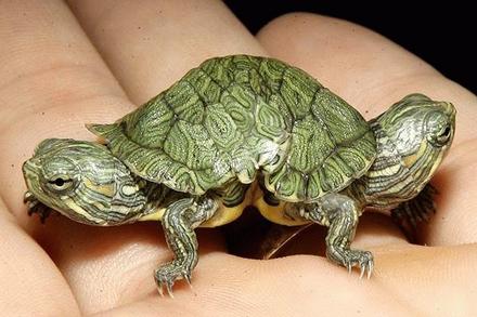 Funny Picture - Mutant Turtle Has Two Heads