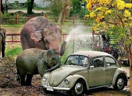 Funny Picture - Elephant Car Wash