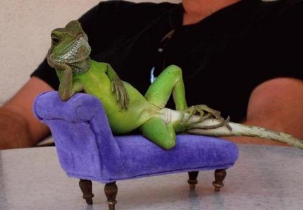 Funny Picture - Lizard's Just Chilling