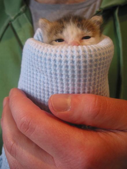 Funny Picture - Kitten Wrap To Go
