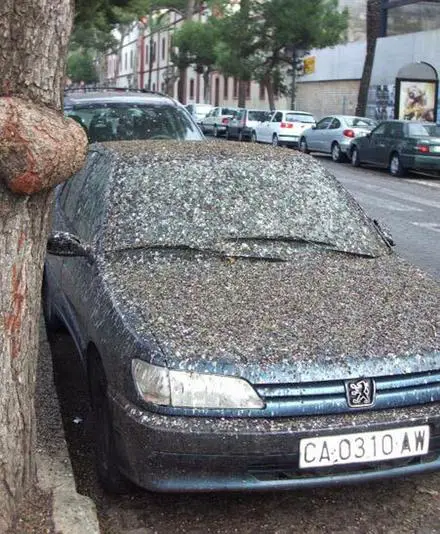 Funny Picture - Birds Must Really Hates This Guy