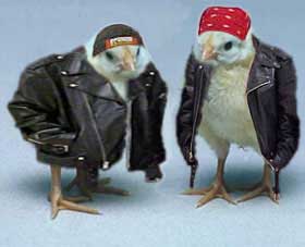 Funny Picture - Topless Biker Chicks