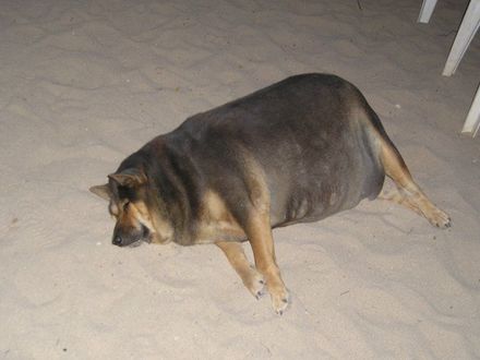 Funny Picture - Fat Freaking Dog