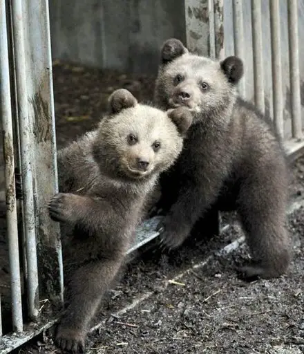 Funny Picture - Cute Baby Bears