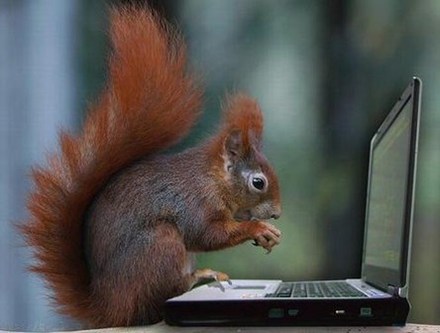 Funny Picture - Squirrel Hacker