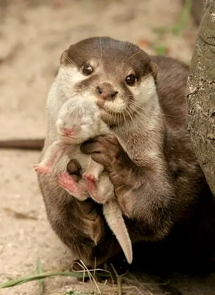 Funny Picture - Baby Otter
