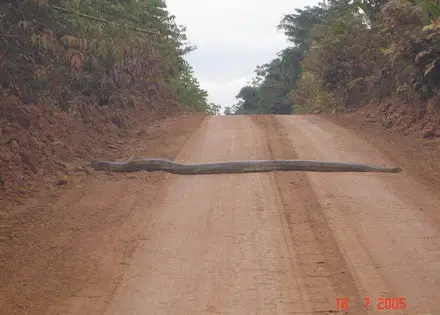 Funny Picture - Big Snake