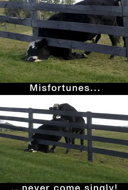 Funny Picture - Misfortunes...