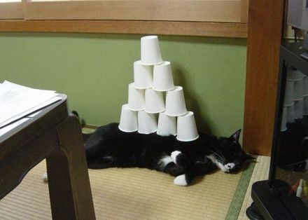 Funny Picture - Cat Drunk Shaming