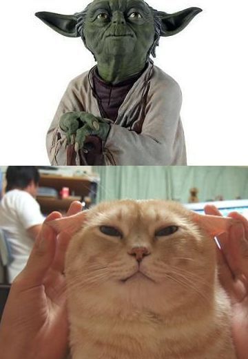 Funny Picture - Yoda Cat