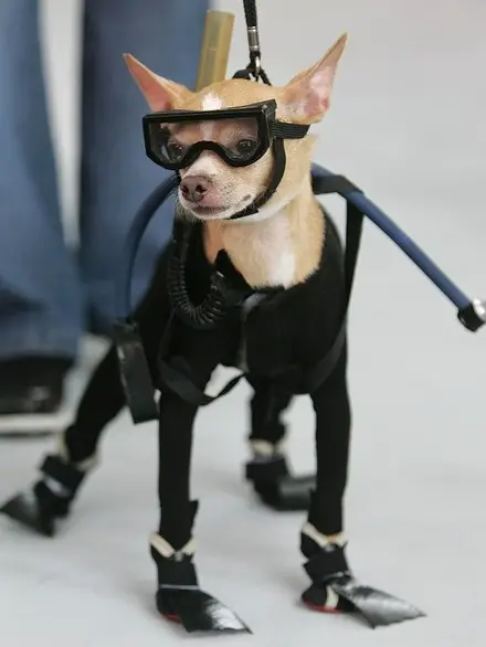 Funny Picture - Scuba Chihuahua