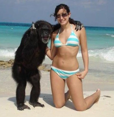 Funny Picture - Chimp On Vacation