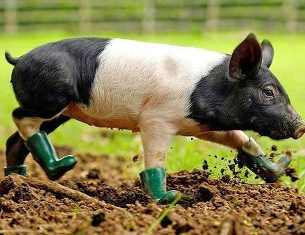 Funny Picture - Pig in Boots