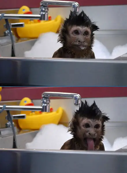 Funny Picture - Monkey Bath Time