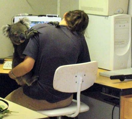 Funny Picture - Bring Your Koala To Work Day