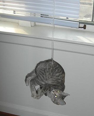 Funny Picture - Cat Caught On Blinds