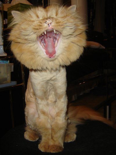Funny Picture - Cat Or Lion?