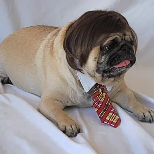 Funny Picture - Dog Wigs