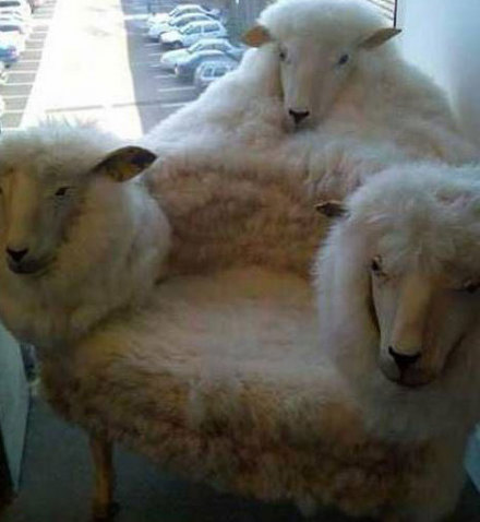 Funny Picture - Creepy Lamb Chair