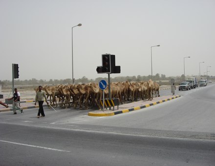 Funny Picture - Middle East Traffic Jam