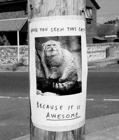 Funny Picture - Have You Seen This Cat?