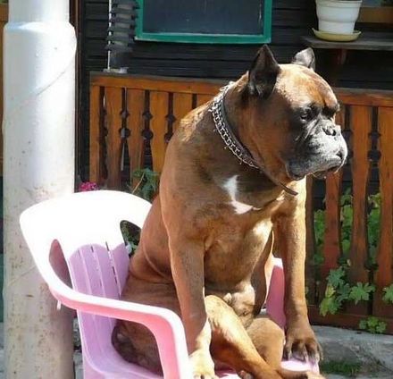 Funny Picture - Dog Seat