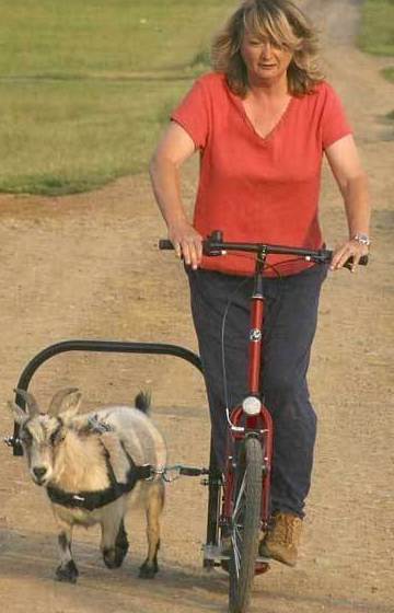 Funny Picture - Goat Powered Bike
