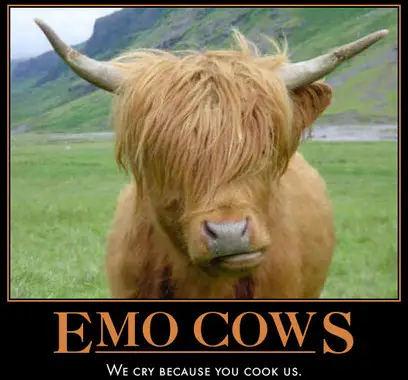 Funny Picture - Emo Cows