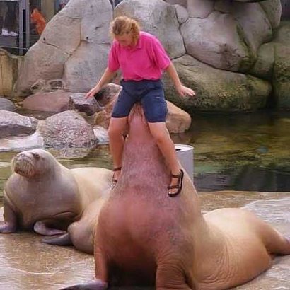 Funny Picture - Naughty Walrus