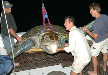 Funny Picture - One HUGE Turtle