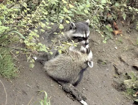 Funny Picture - Raccoon Love