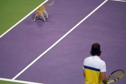 Funny Picture - Tennis Cat!