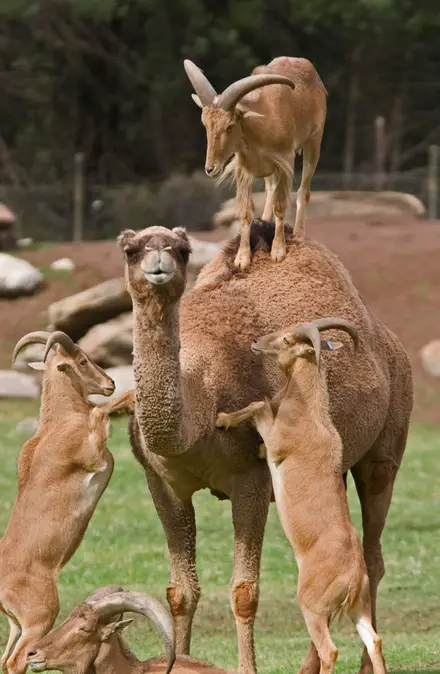 Funny Picture - Camel Goats
